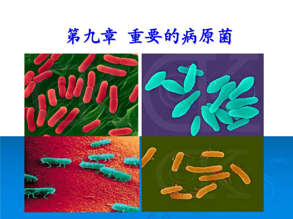 第十章重要的病原微生物（1）