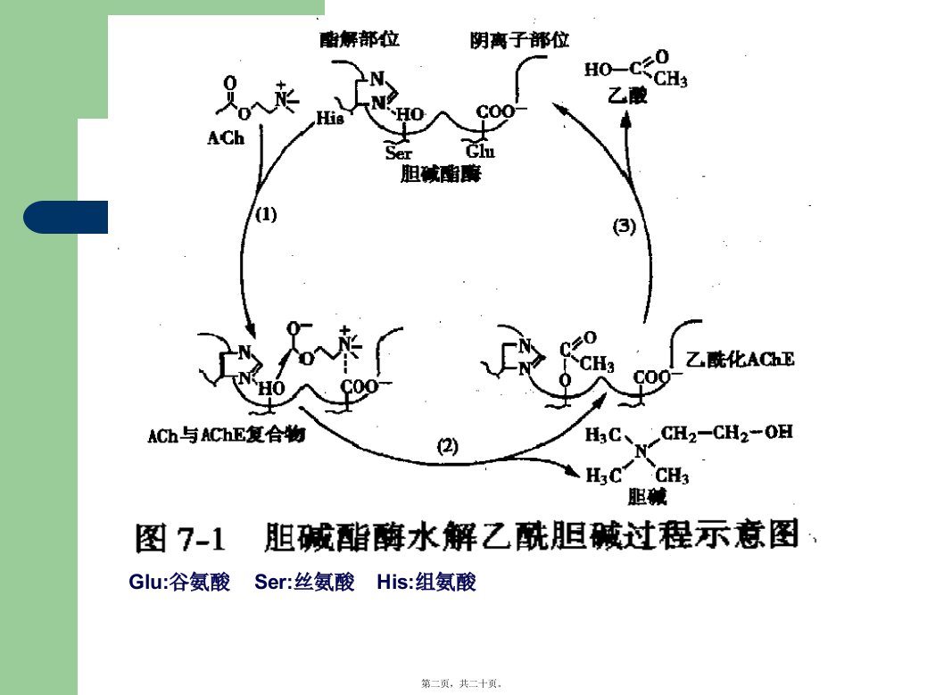 医学专题抗胆碱酯酶