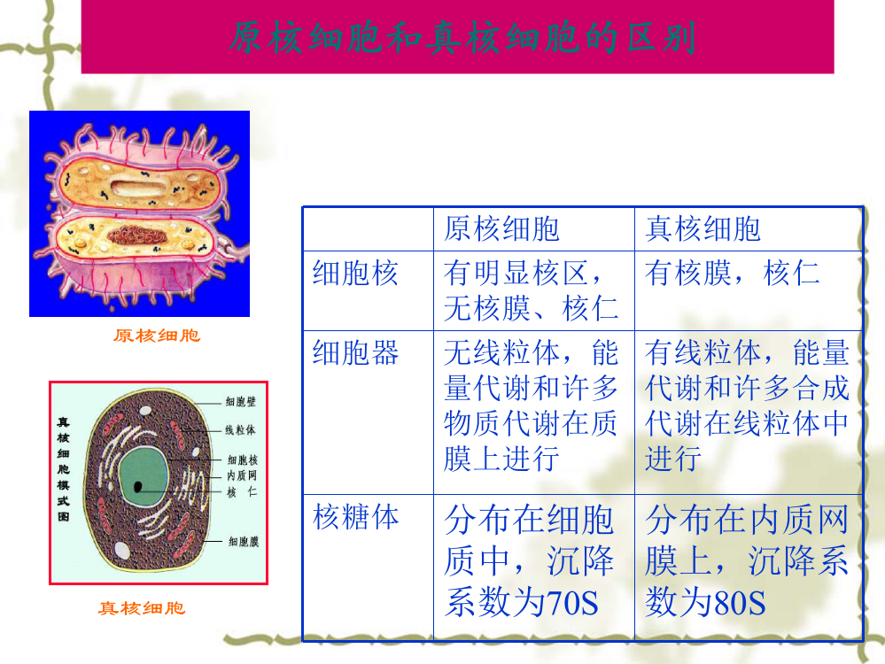 微生物的形态和构造原核微生物