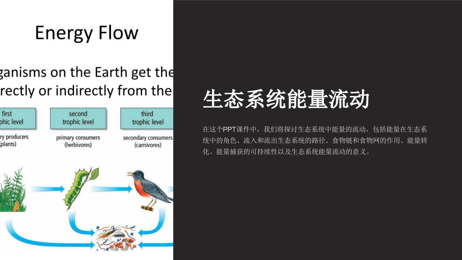 《生态系统能量流动》课件