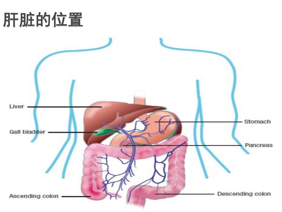 医学专题干扰素与肝病河北大三阳医院