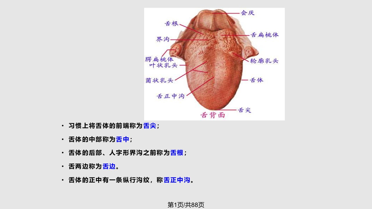 舌诊图片较全PPT课件