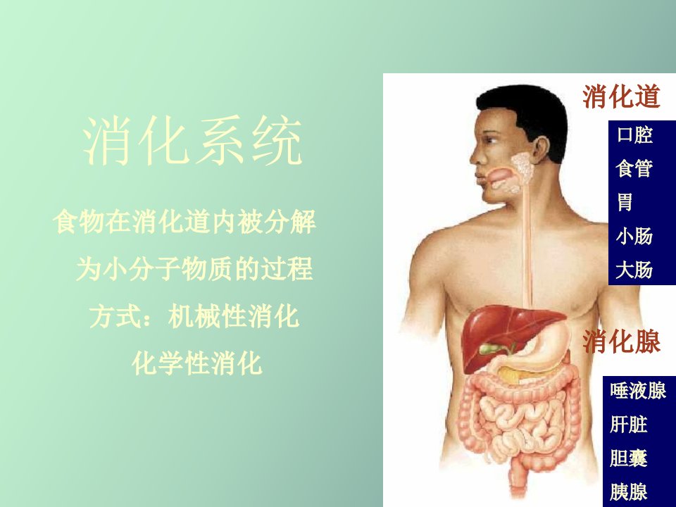 生理学消化系统