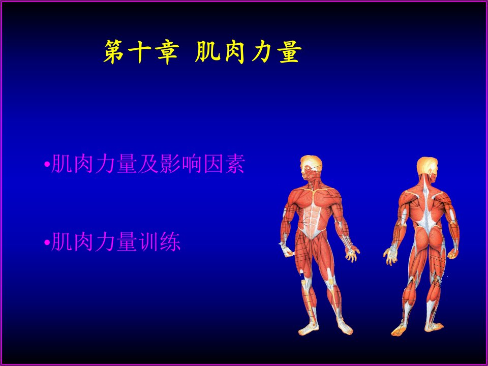 运动生理学10-肌肉力量课件