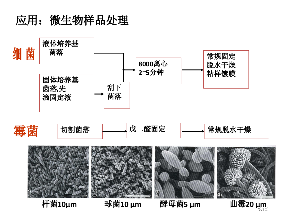 扫描电镜微生物样品的处理省公开课一等奖全国示范课微课金奖PPT课件