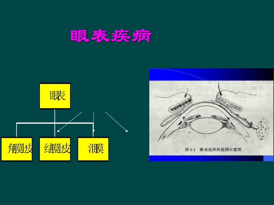 眼科学眼表疾病PPT精品医学课件