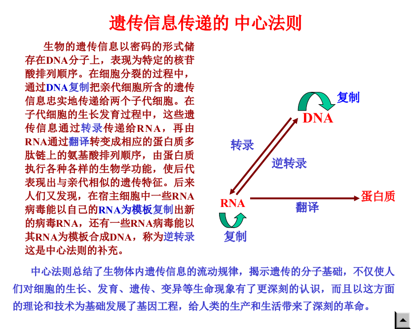 DNA复制与修复