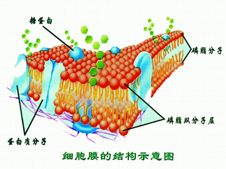 必修1第3章第1节细胞膜的结构和功能课件公开课