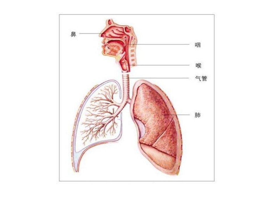 七年级生物呼吸运动与肺通气省名师优质课赛课获奖课件市赛课一等奖课件