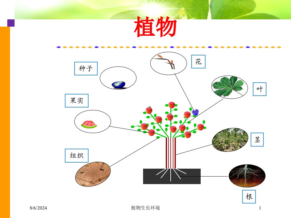 植物生长环境专题课件