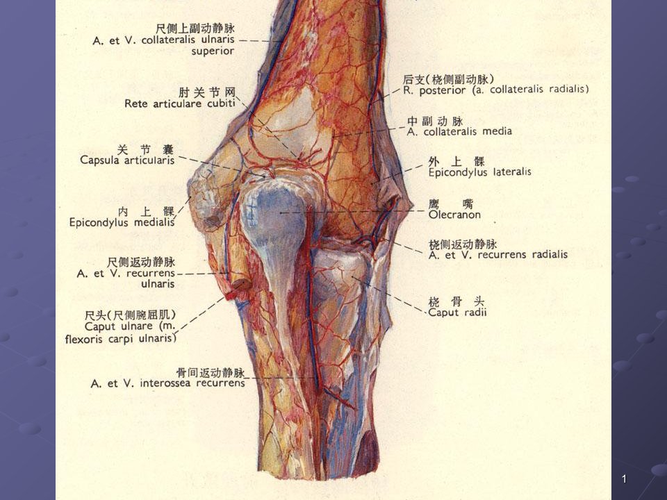 肘关节解剖ppt课件