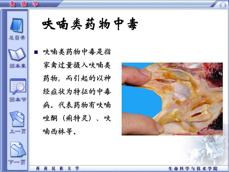 呋喃类药物中毒演示PPT