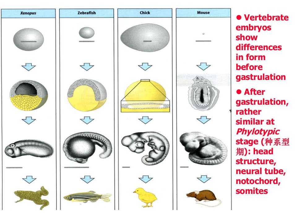 发育生物学——体轴和胚层专业知识课件