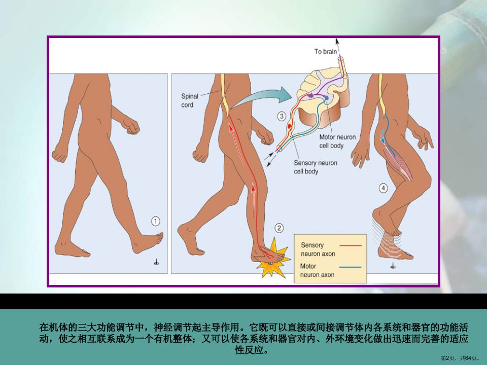 生理学第十章神经系统课件