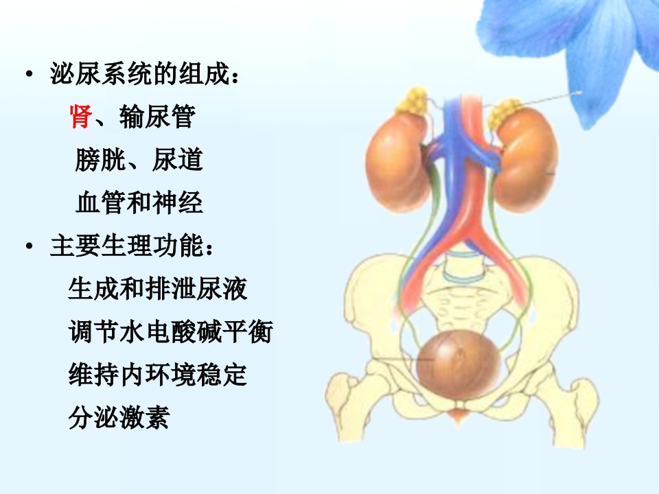 内科护理学泌尿系统总论