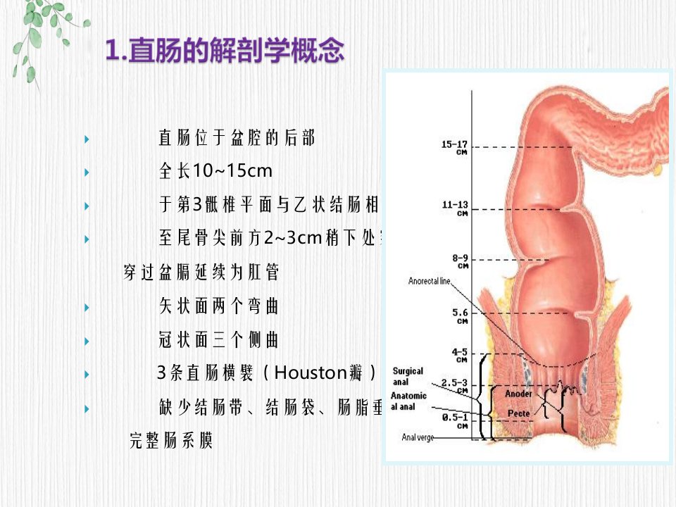 直肠相关解剖学基础一