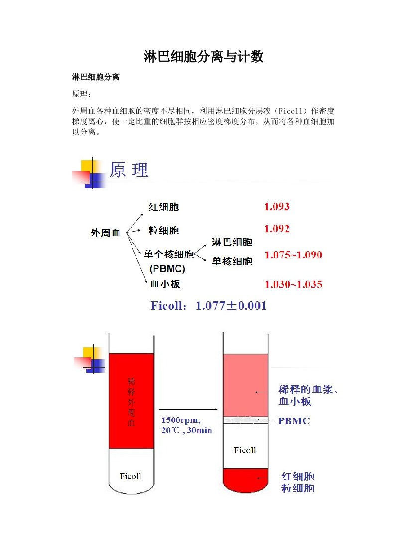 淋巴细胞分离