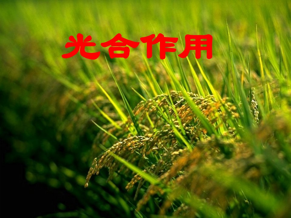 高三生物课件：人教版《光合作用》第一轮复习