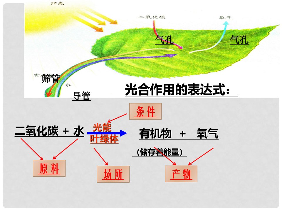 陕西省石泉县七年级生物上册