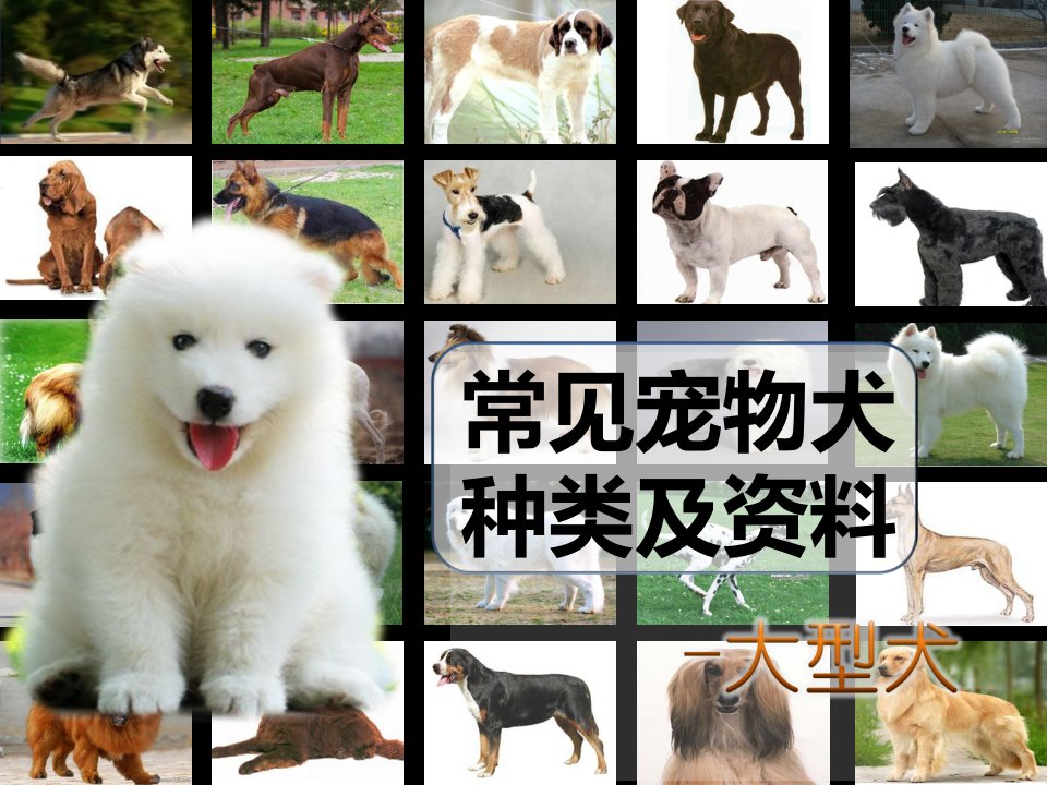 常见宠物犬种类及资料-大型犬