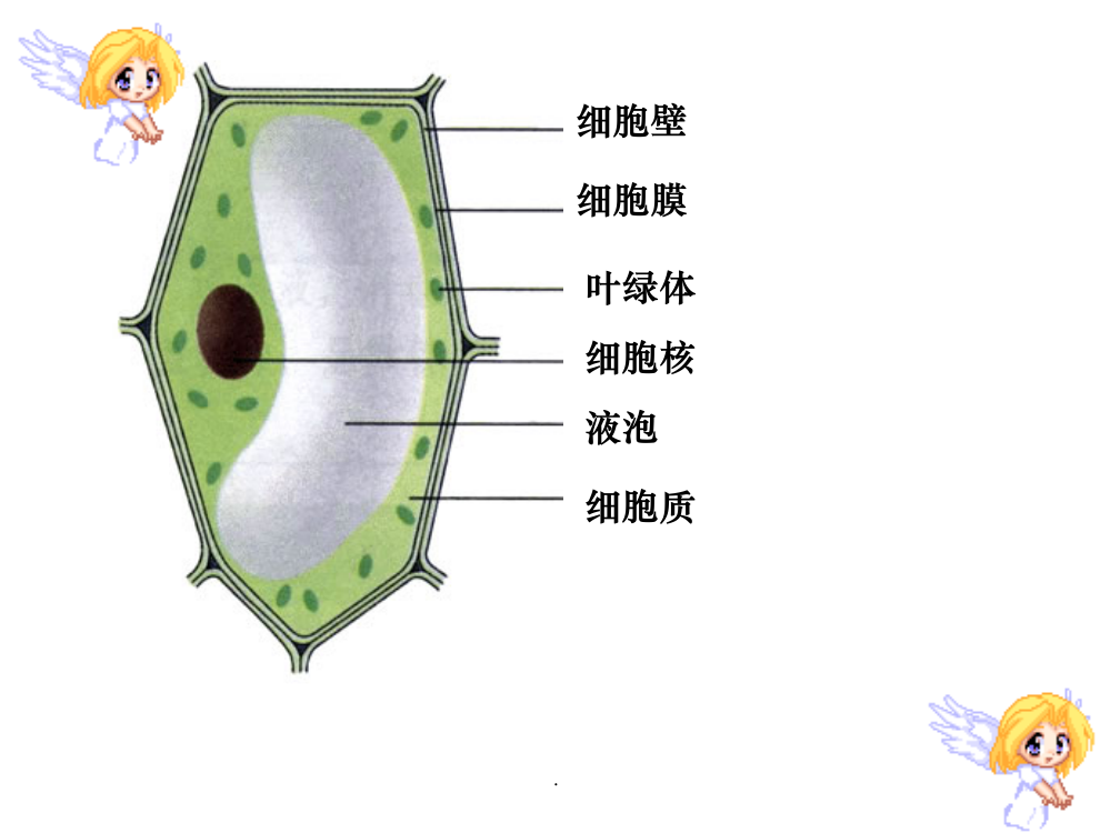 细胞分裂和分化ppt课件