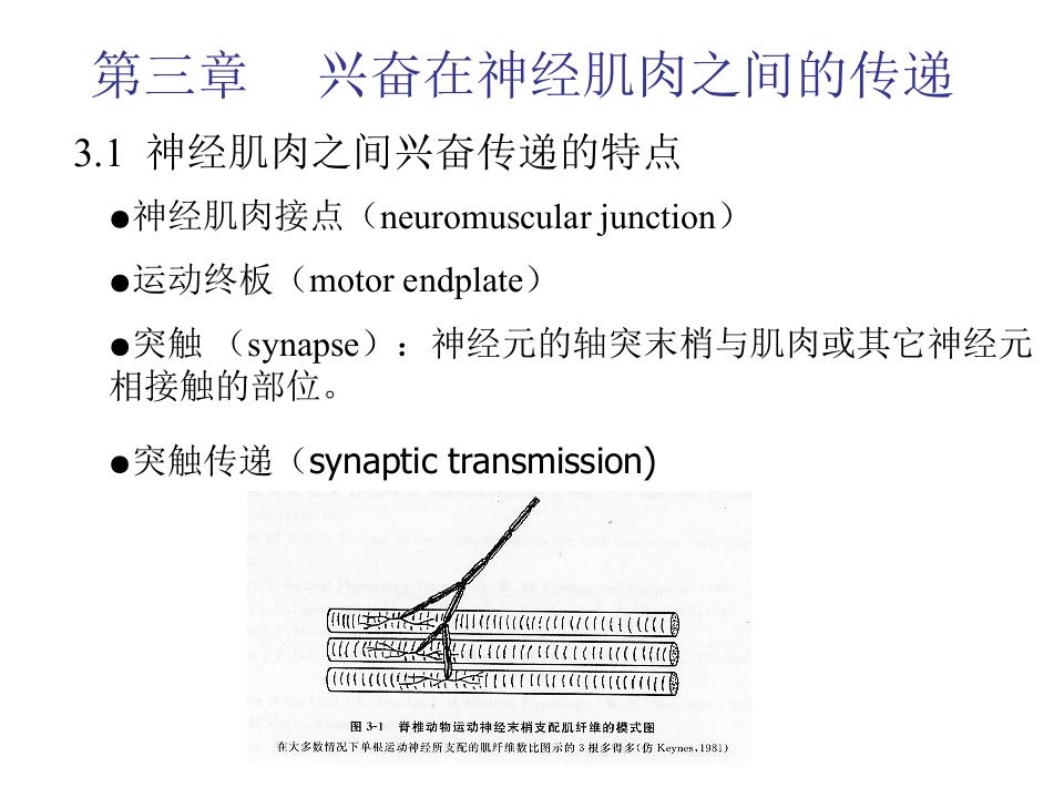 动物生理学课件第三章