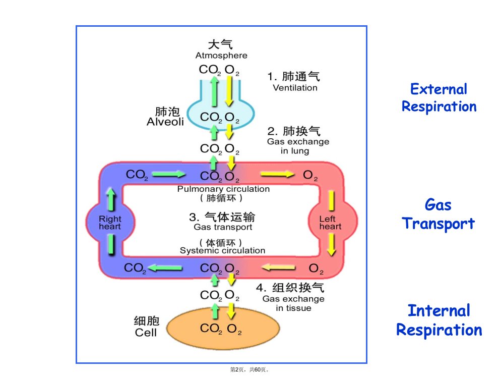 呼吸病理生理共60张课件