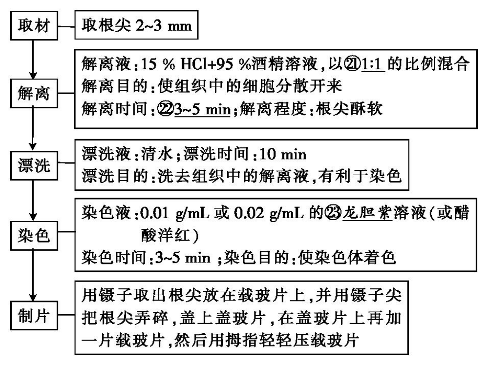 减数分裂和有性生殖细胞成熟-PPT幻灯片