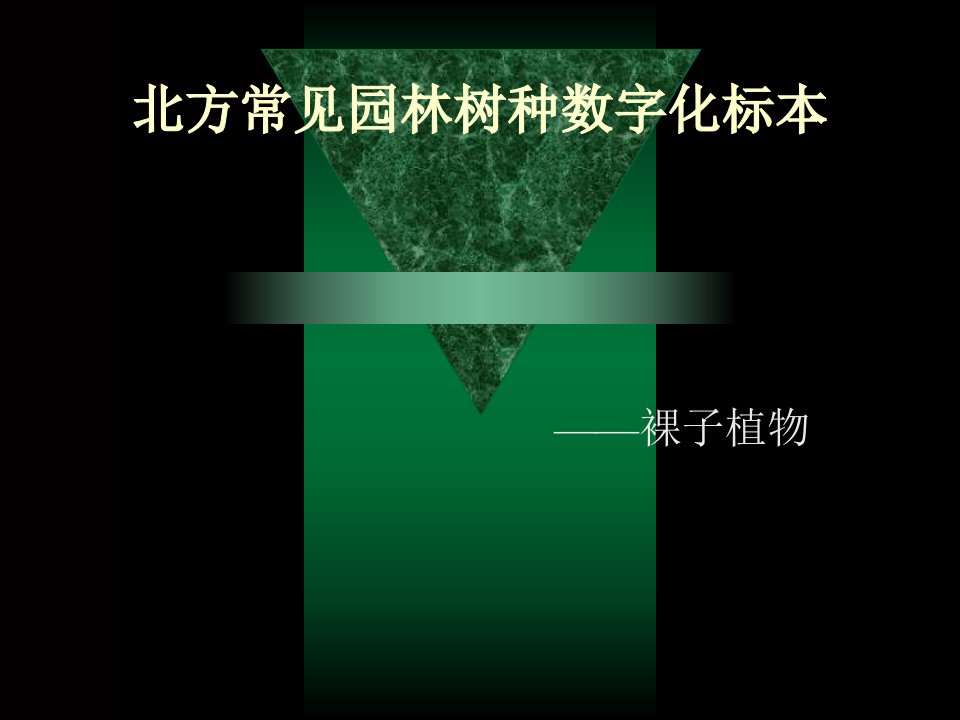 北方常见园林树木裸子植物