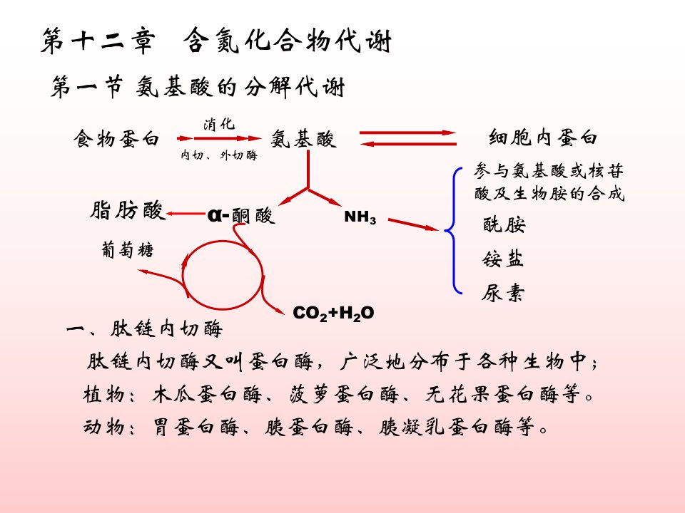 第十章氨基酸代谢(1)