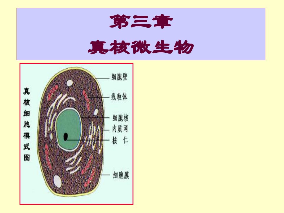 微生物学3真核