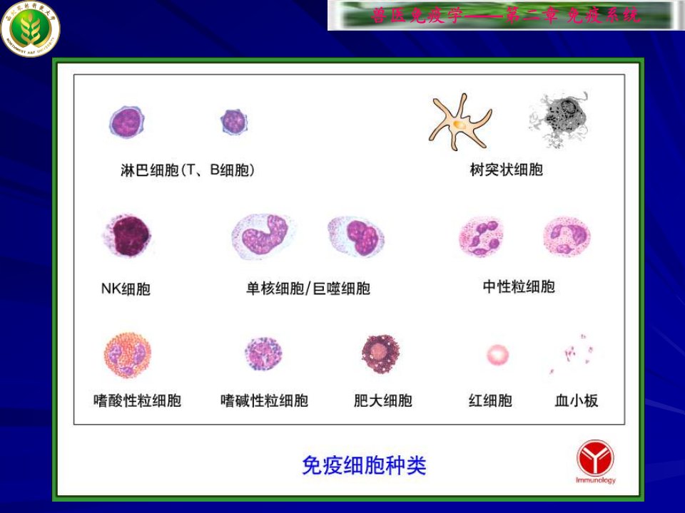 高校课件细胞生物学第二章免疫细胞