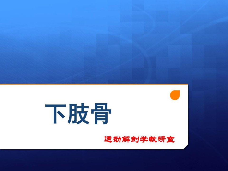 北京体育大学运动解剖学课件-下肢骨