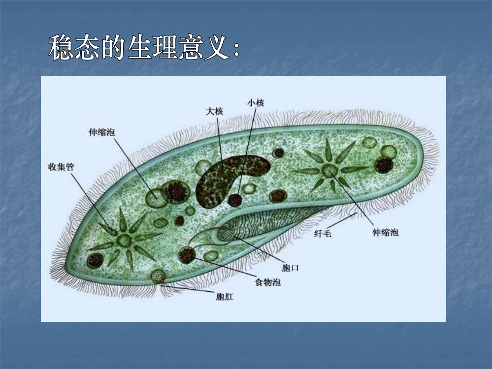 稳态的生理意义X