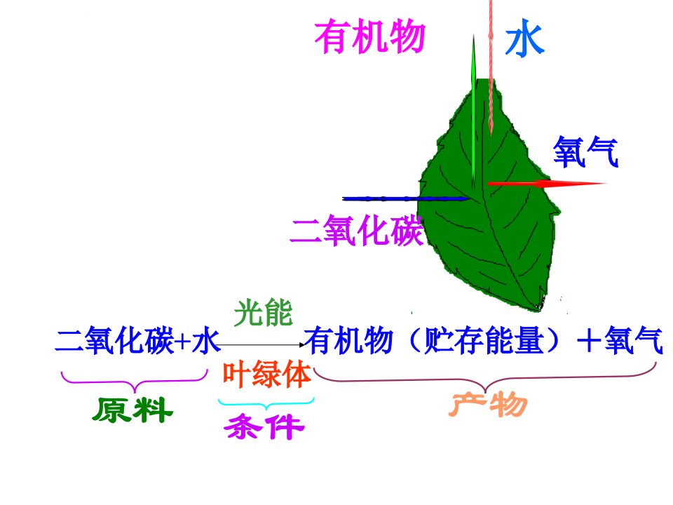 八年级生物光合作用和呼吸作用蒸腾作用复习课件ppt