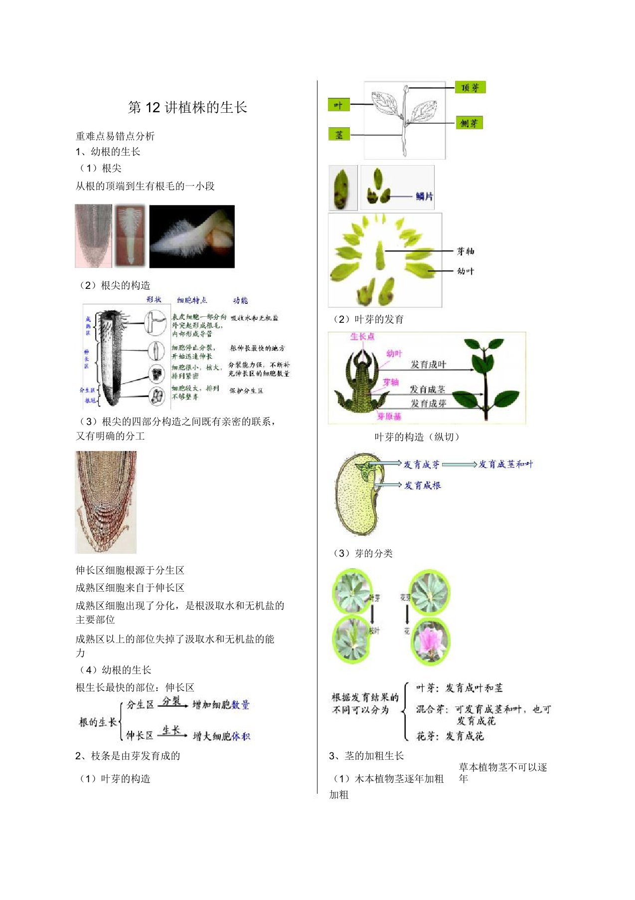 江苏省大丰市七年级生物上册第12讲植株的生长讲义苏教版