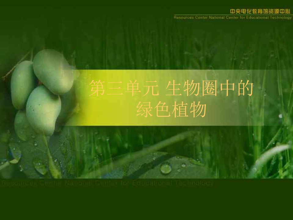 被子植物的一生复习课课件