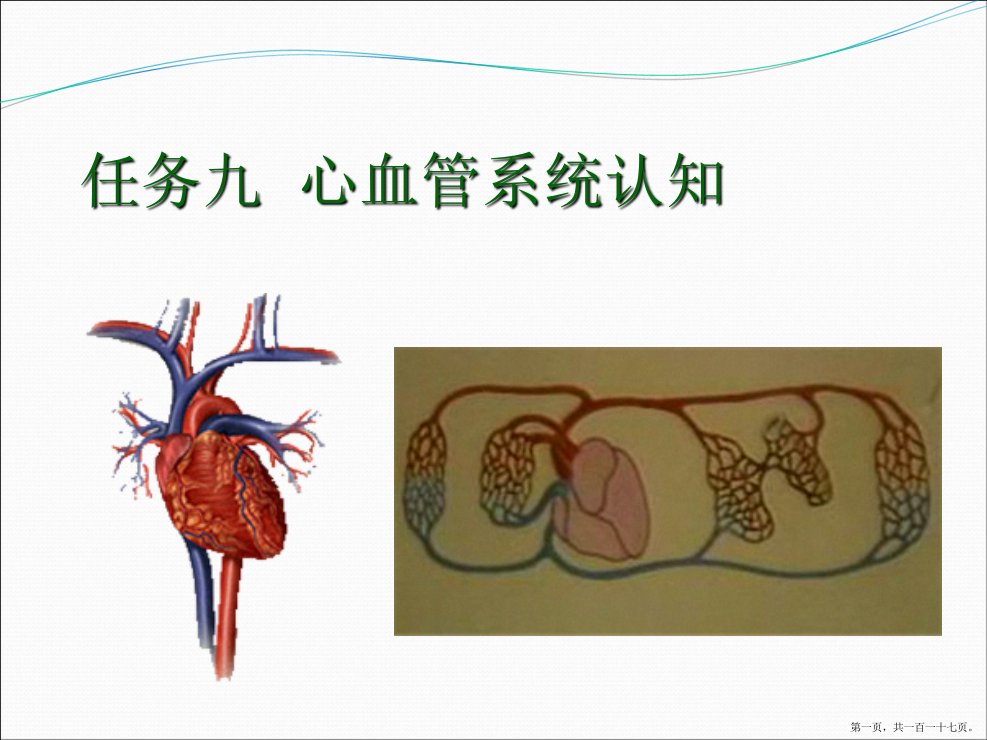 畜禽解剖学心血管系统