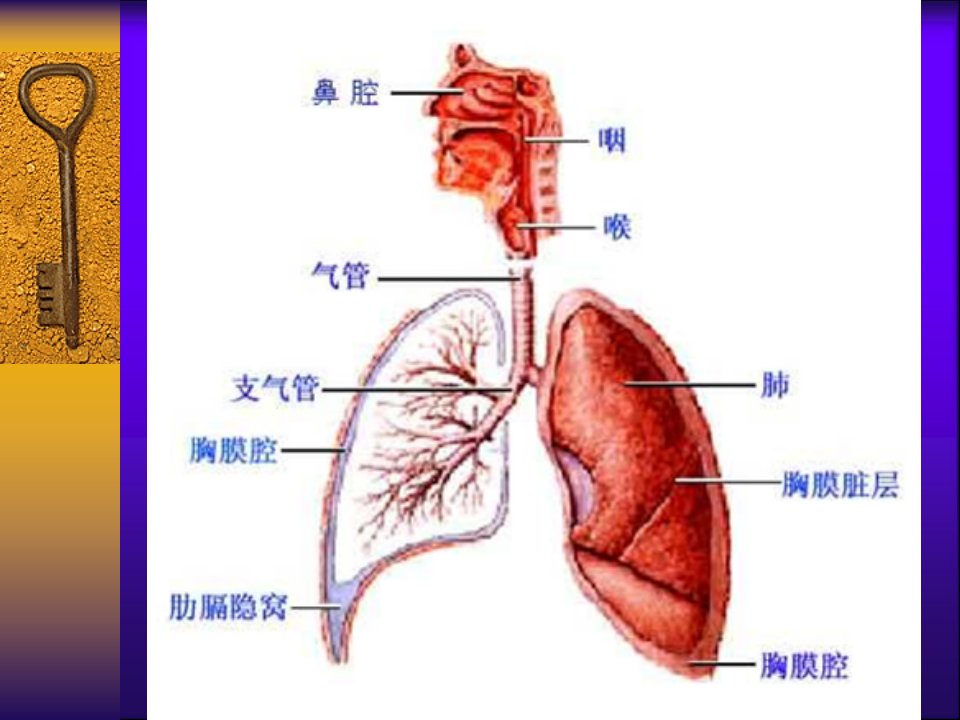 2呼吸系统