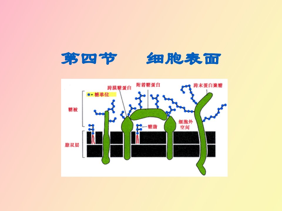 细胞生物学第三章细胞膜与细胞表面