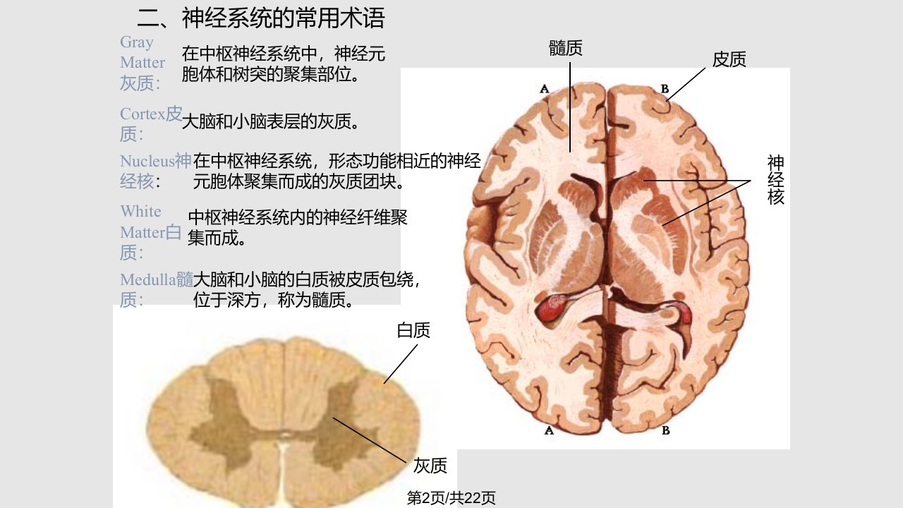 神经系统总论