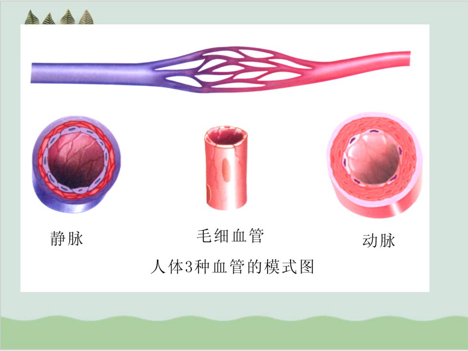 八年级上册生物复习ppt1苏科版课件