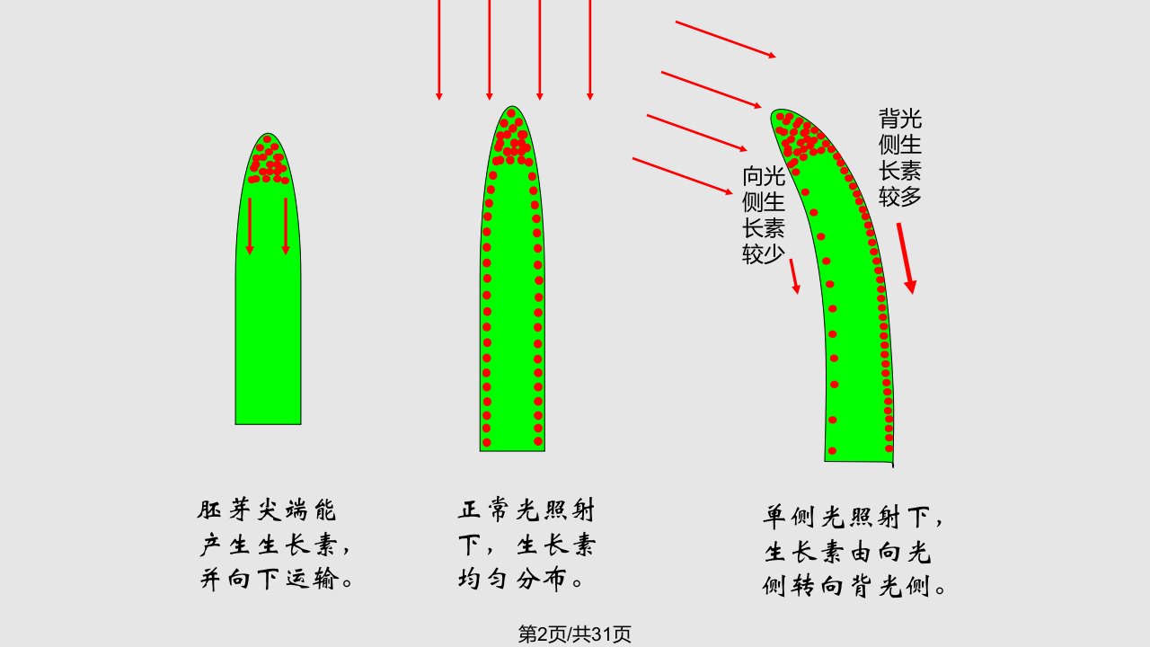 科学生命活动的调节复习