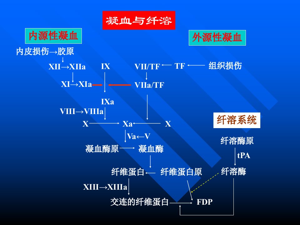 弥漫性血管内凝血北京协和医院血液科赵永强课件