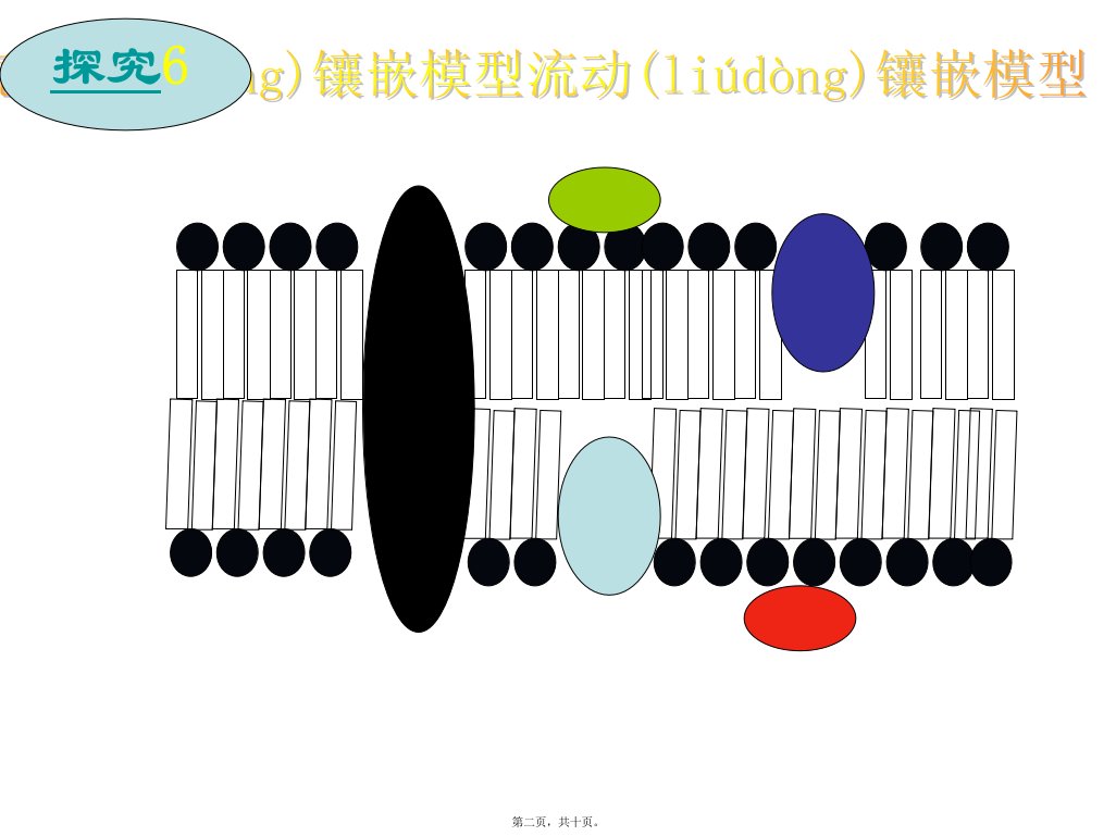 医学专题磷脂双分子层构成了细胞膜基本骨架副本