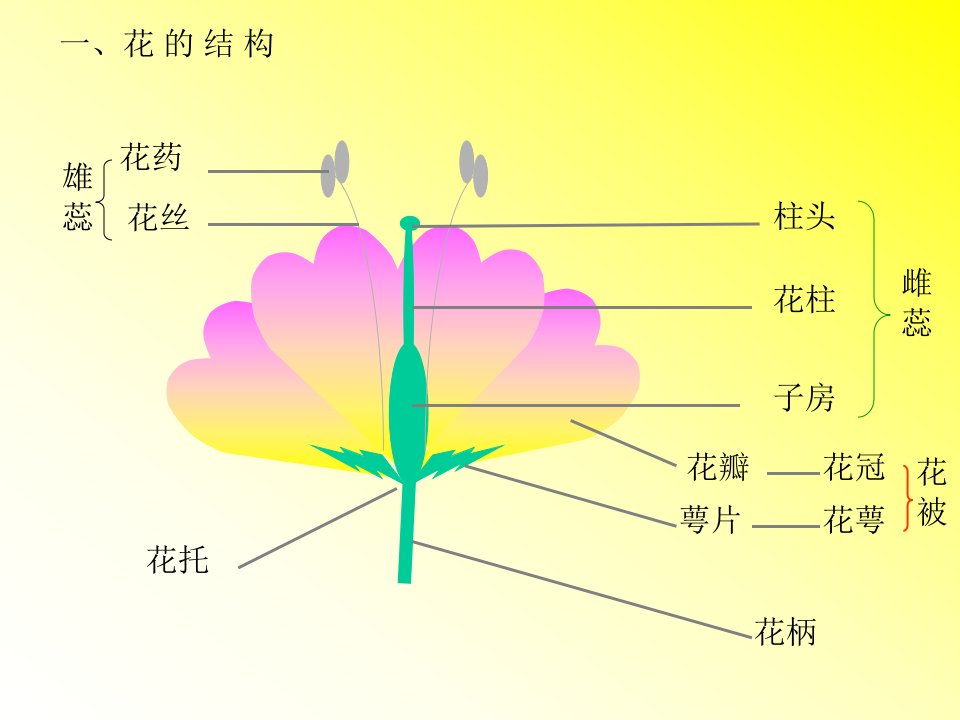 花的结构复习题