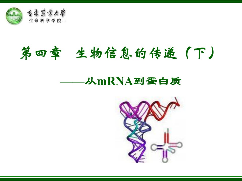 第四章从mRNA到蛋白质