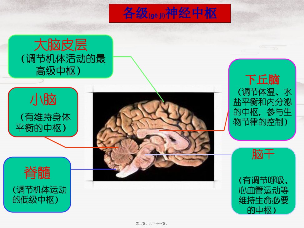 202X年大脑皮层是神经系统的最高级中枢00(1)