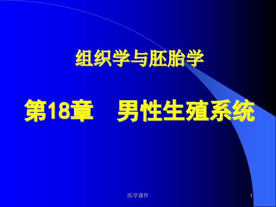 组织胚胎学--男性生殖系统