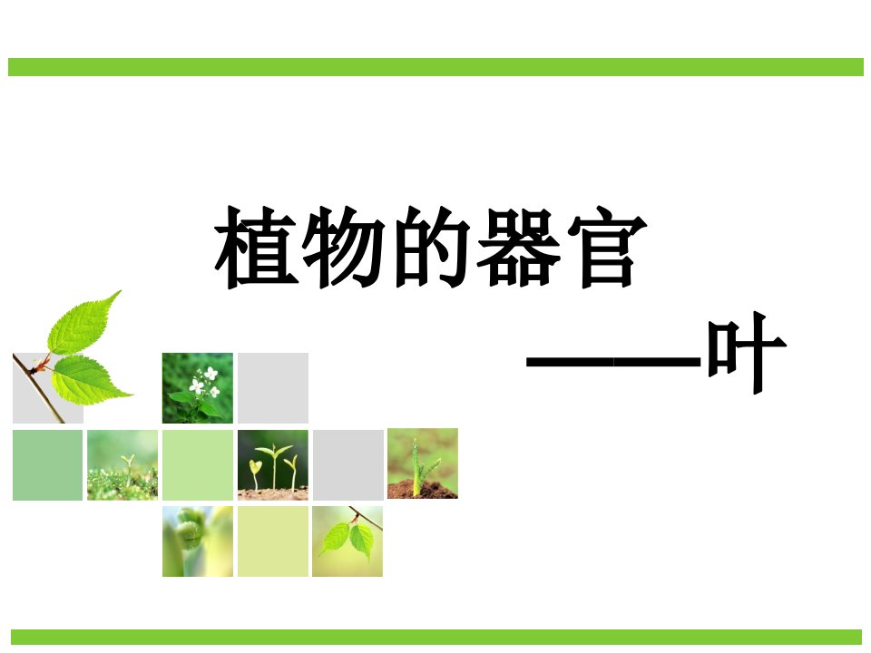 植物的器官——叶PPT课件